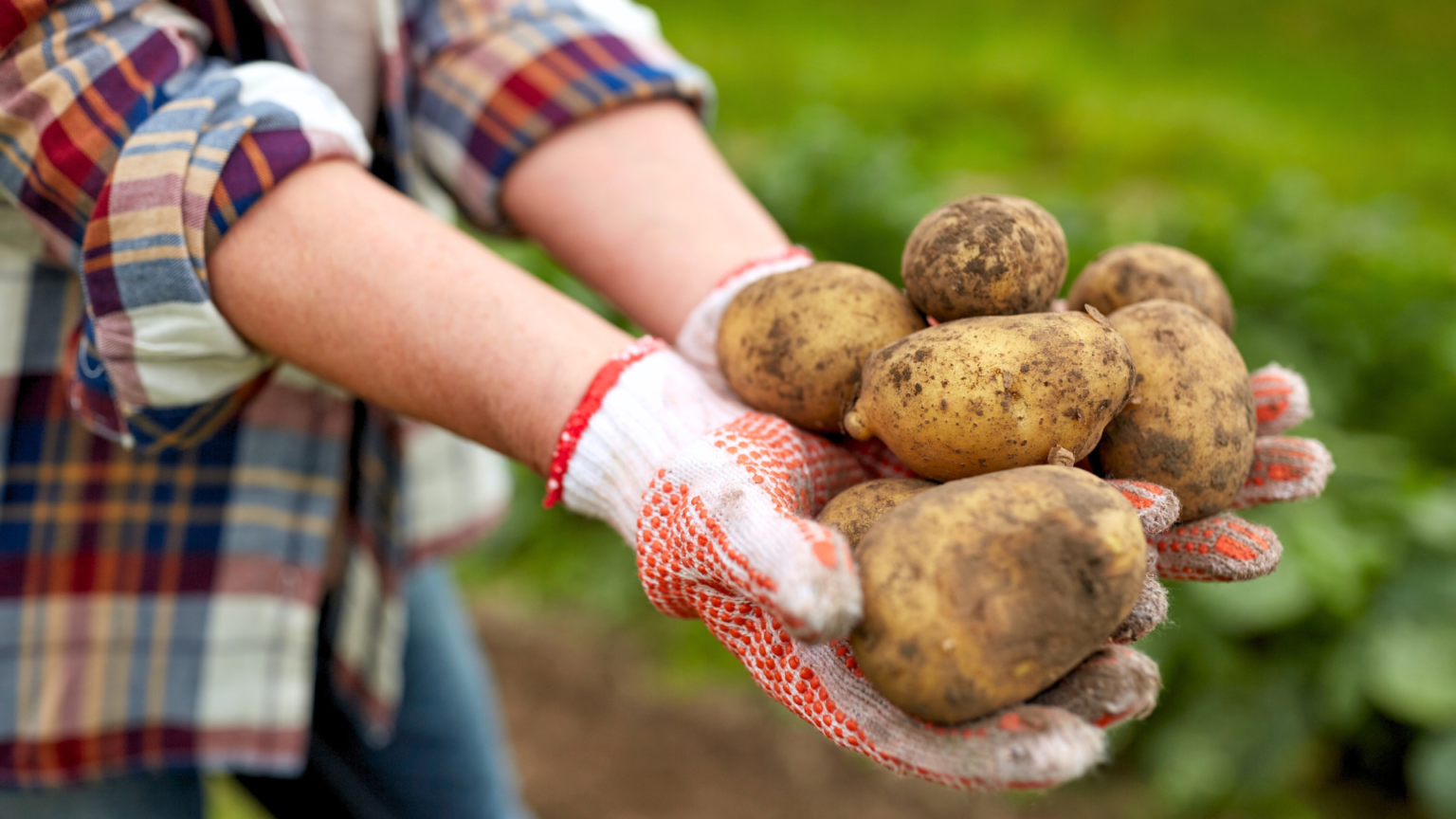 IGS Lengede: vom Kartoffelanbau zum Kartoffelfest